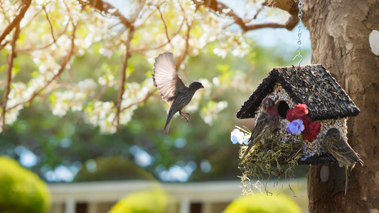 Why Edible Birdhouses Are the Perfect Gift for Nature Lovers