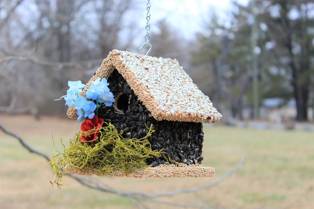 Edible Birdhouses vs. Traditional Bird Feeders: Which Is Better?