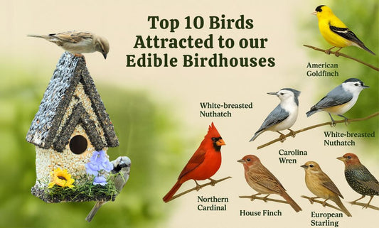 Top 10 Backyard Birds You Can Attract with an Edible Birdhouse