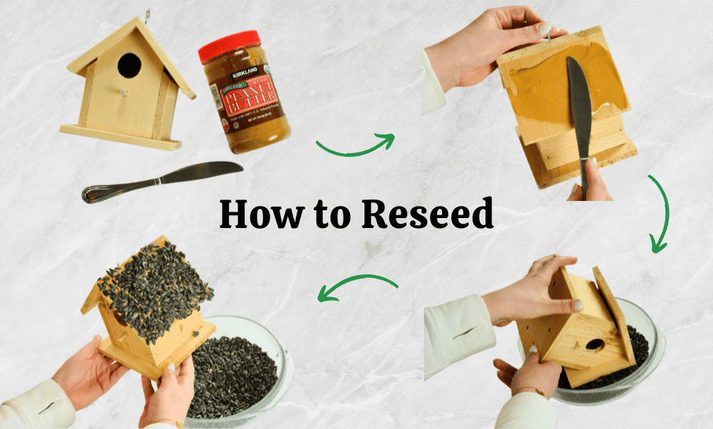 How to Reseed Your Edible Birdhouse Step-by-Step