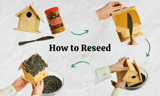 How to Reseed Your Edible Birdhouse Step-by-Step