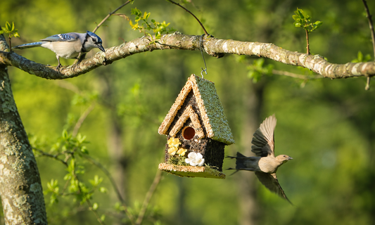 How to Create a Bird Friendly Backyard Habitat