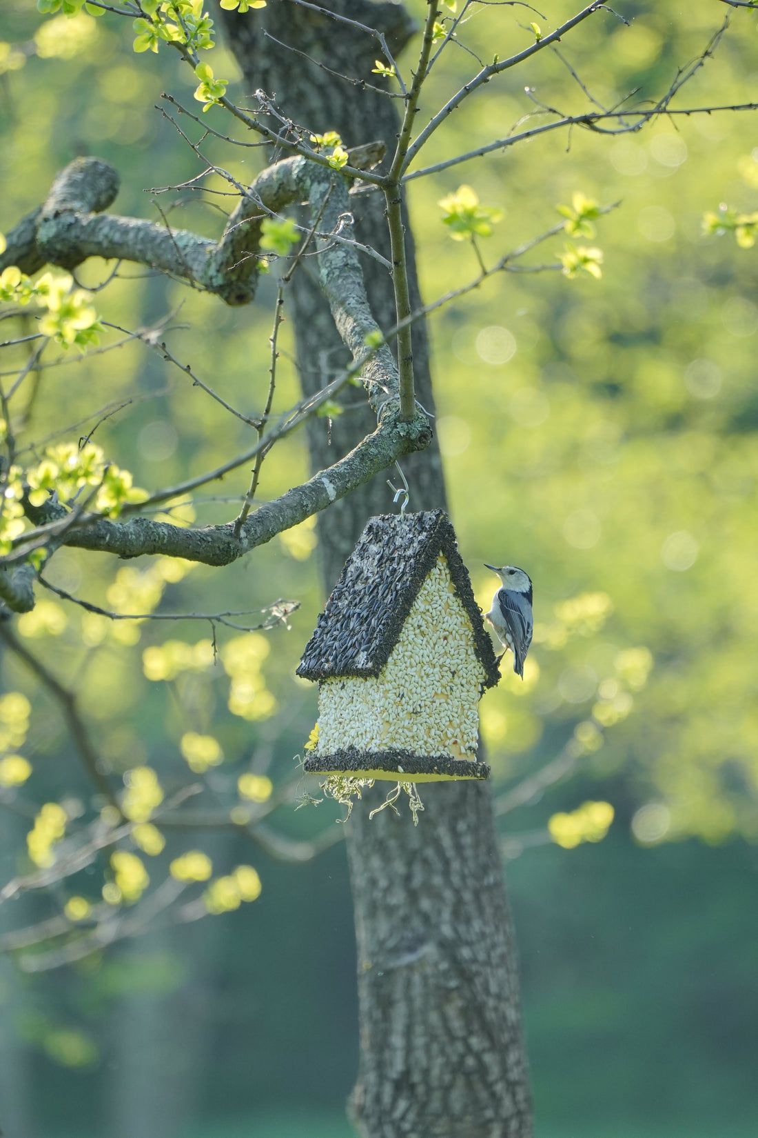 Bring Your Garden to Life with Edible Birdhouses