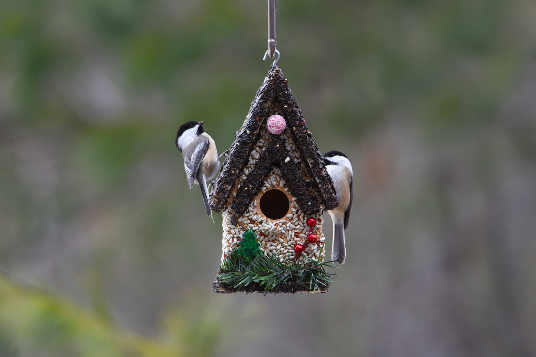 A Fun and Tasty Way to Care for Birds